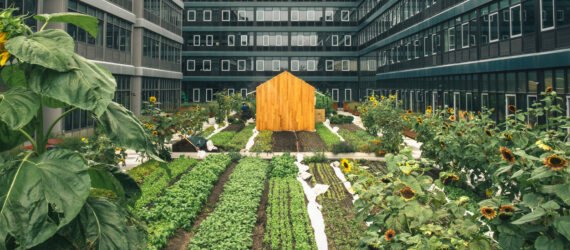 small wood shed and large gardens between tall apartment buildings