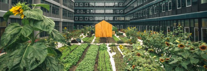 small wood shed and large gardens between tall apartment buildings
