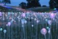 close-up of purple and pink lights at night