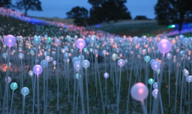 close-up of purple and pink lights at night