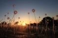 close-up of flower-like lights at sunset