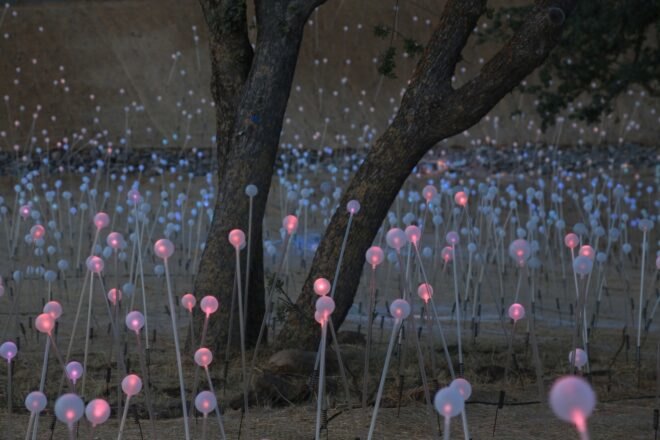 close-up of pink lights near a tree at night