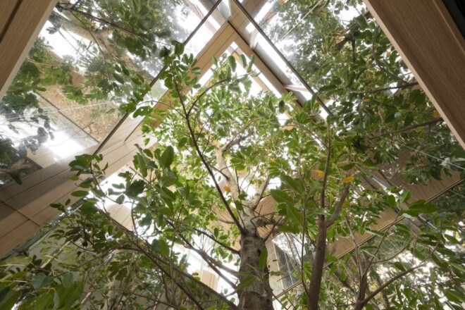 view upward toward indoor trees