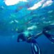 person snorkeling