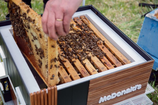 hive covered in honey bees