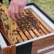 hive covered in honey bees