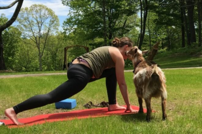 woman doing yoga while goat sniffs her face