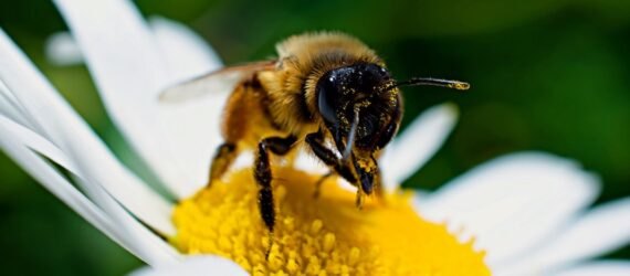 a bumble bee on a daisy