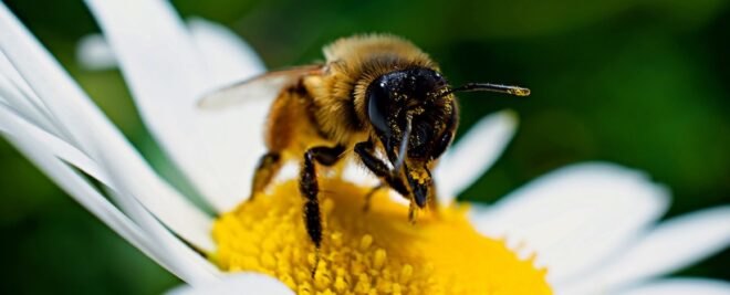 a bumble bee on a daisy