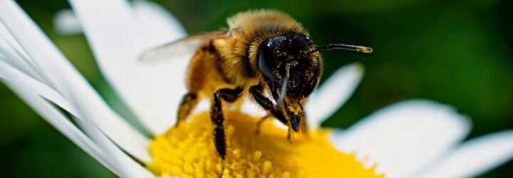 a bumble bee on a daisy