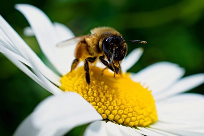 a bumble bee on a daisy