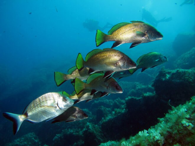 school of fish swimming in waters south of France