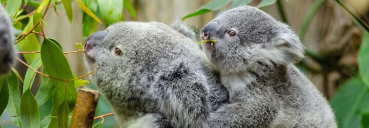 mother and baby koala eating leaves