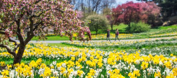 flowers and flowering trees