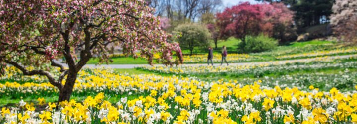 flowers and flowering trees