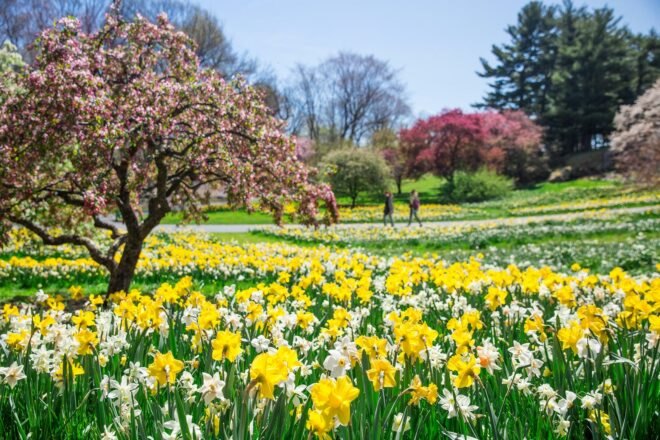 flowers and flowering trees