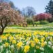 flowers and flowering trees
