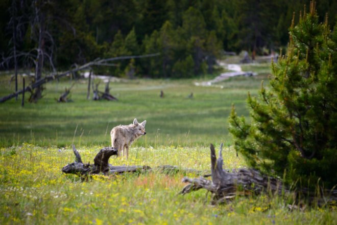 gray wolf in grasslands at Yellowstone National Park in Wyoming