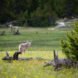 gray wolf in grasslands at Yellowstone National Park in Wyoming