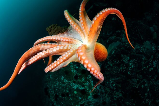 yellow-orange octopus swim freely in ocean