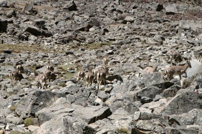 Tibetan Antelope on rocky landscape