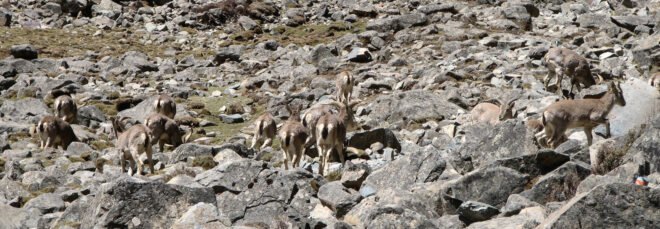 Tibetan Antelope on rocky landscape