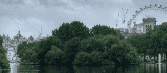 several trees in London
