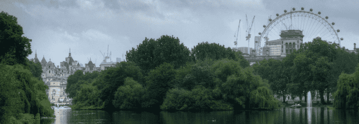several trees in London