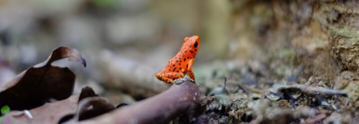 spotted red frog in a forest