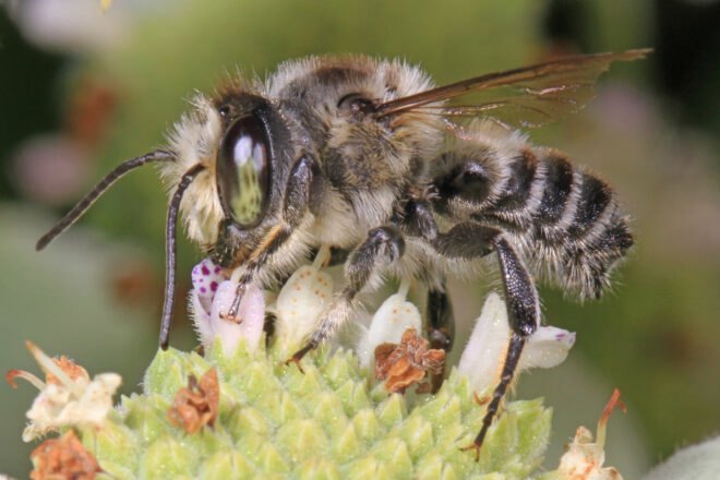 a leaf cutter bee