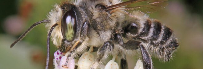 a leaf cutter bee