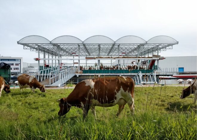 cow grazing on floating dairy farm