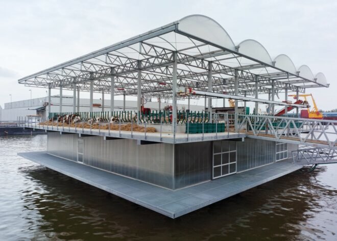 cow grazing on floating dairy farm