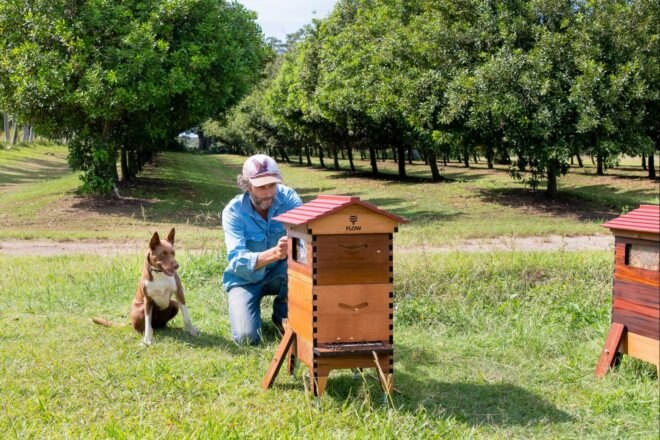 man getting honey out of wooden bee hive