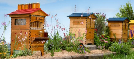 wooden bee hives in a row