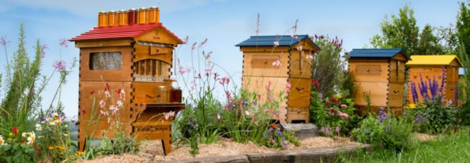 wooden bee hives in a row