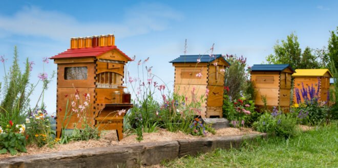 wooden bee hives in a row