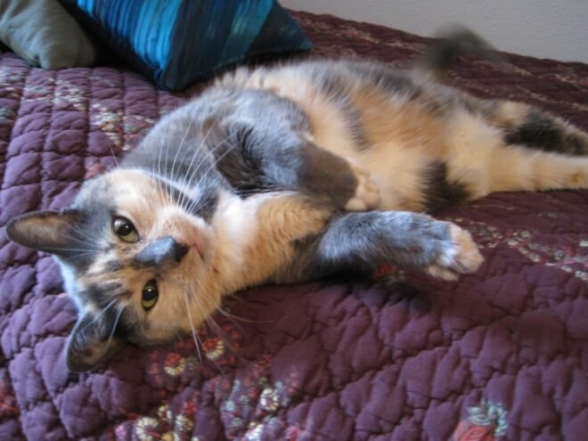 spotted cat lying on a bed
