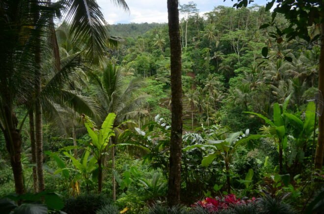 lush tropical forest