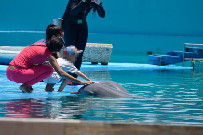 tourists petting dolphins in pool