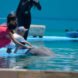 tourists petting dolphins in pool