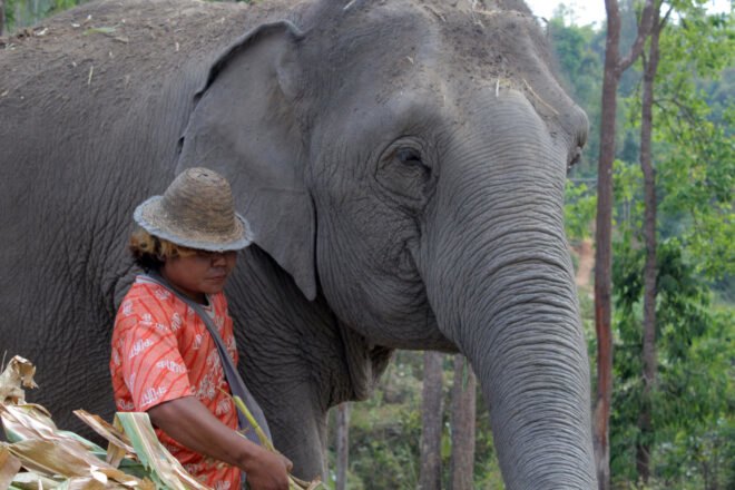 mahout standing next to elephant