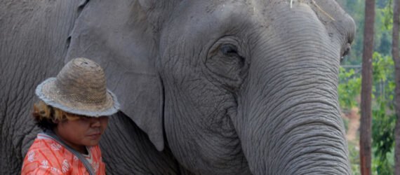 World-Animal-Protection_elephant-chang-mai-2_largeBANNER