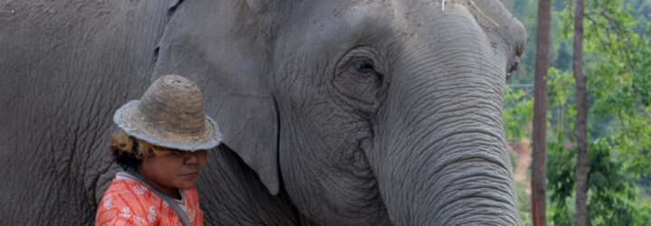 World-Animal-Protection_elephant-chang-mai-2_largeBANNER