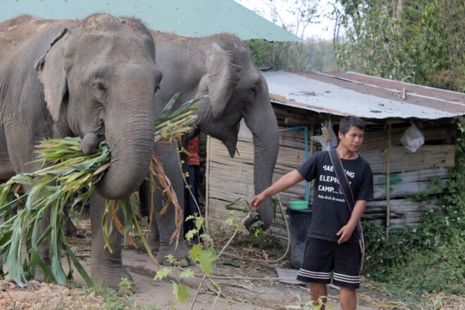 mahout standing next to elephant
