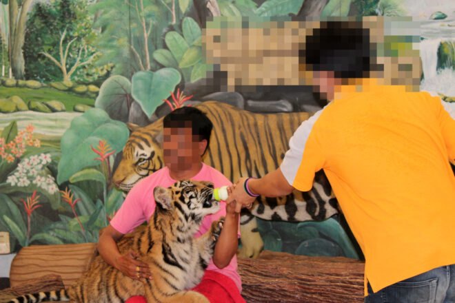 2 men with faces blurred out feed a tiger cub a bottle of milk