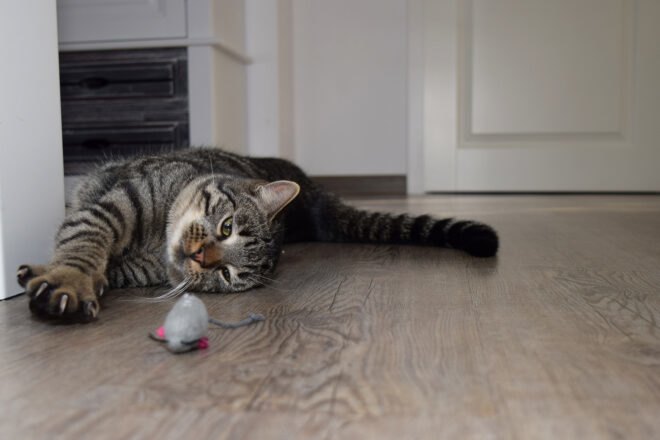cat stretching paws and claws