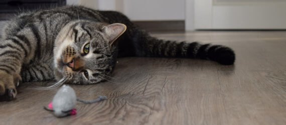 cat stretching paws and claws