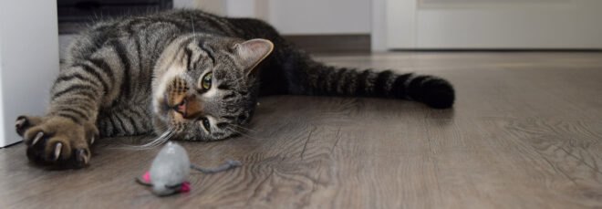 cat stretching paws and claws