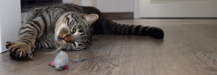 cat stretching paws and claws